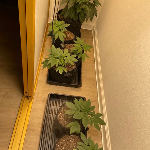 Mandarin Cookies R1 V2 growlog timeline photo