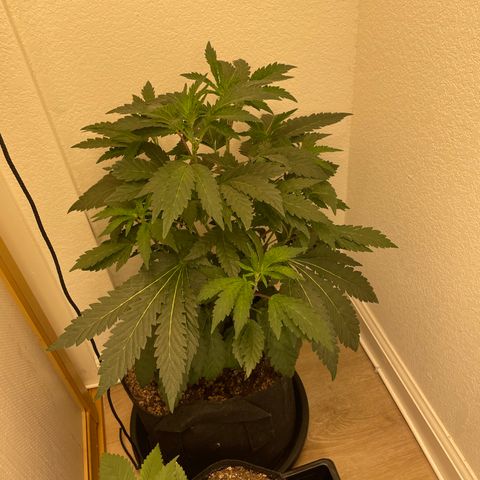 Mandarin Cookies R1 V2 growlog timeline photo