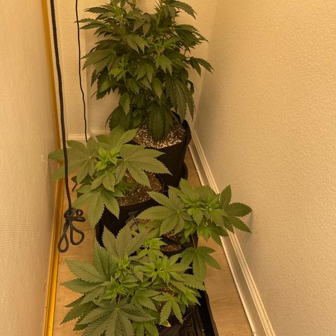 Mandarin Cookies R1 V2 growlog timeline photo