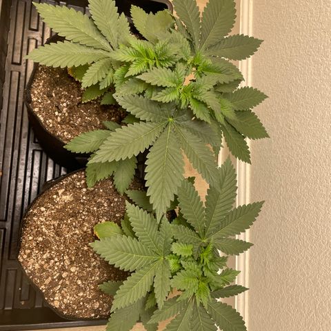 Mandarin Cookies R1 V2 growlog timeline photo