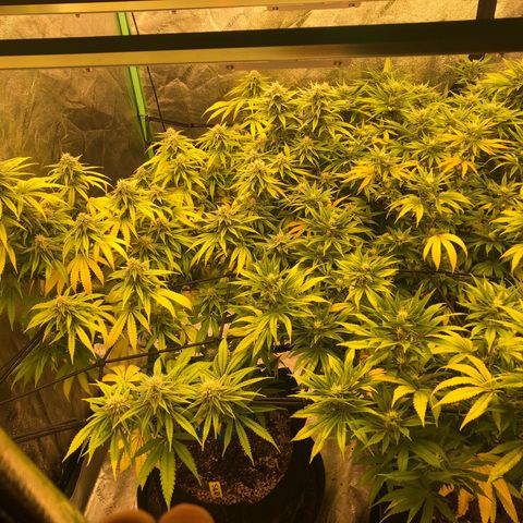 Mandarin Cookies R1 V2 growlog photo: Current feeding regiment not sufficent 