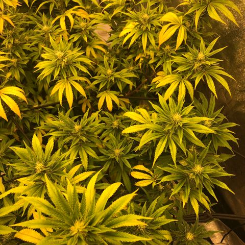 Mandarin Cookies R1 V2 growlog photo: Current feeding regiment not sufficent 
