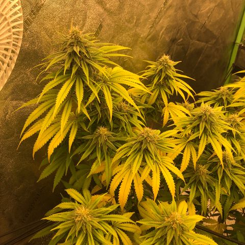 Mandarin Cookies R1 V2 growlog photo: Current feeding regiment not sufficent 