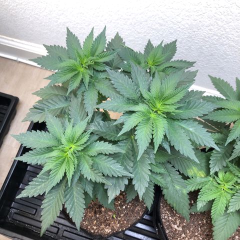 Mandarin Cookies R1 V2 growlog timeline photo