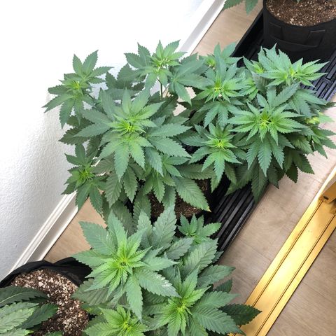 Mandarin Cookies R1 V2 growlog timeline photo