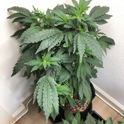 Mandarin Cookies R1 V2 growlog timeline photo