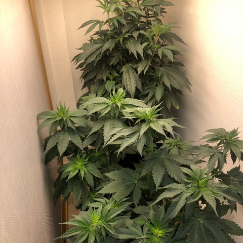 Mandarin Cookies R1 V2 growlog timeline photo