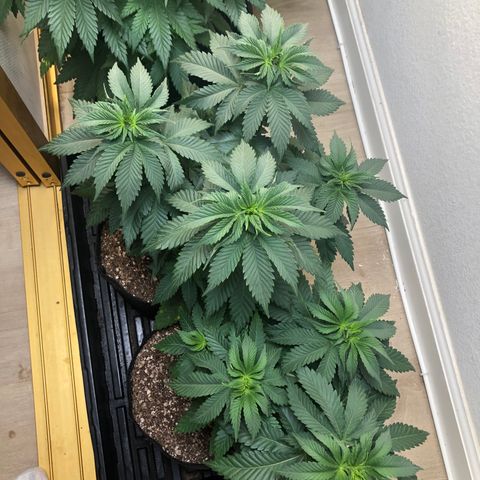 Mandarin Cookies R1 V2 growlog timeline photo