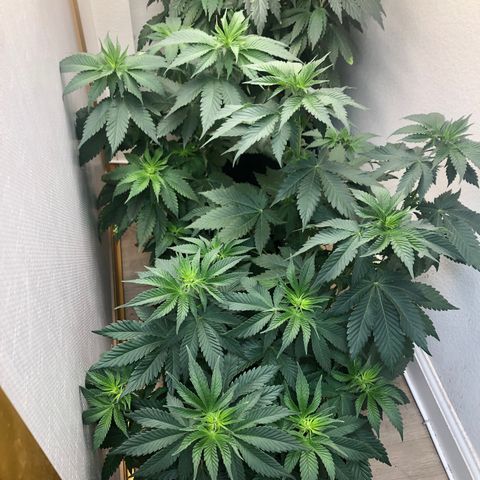 Mandarin Cookies R1 V2 growlog timeline photo