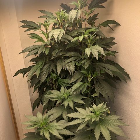 Mandarin Cookies R1 V2 growlog timeline photo