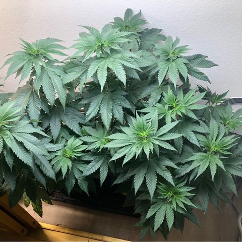 Mandarin Cookies R1 V2 growlog timeline photo