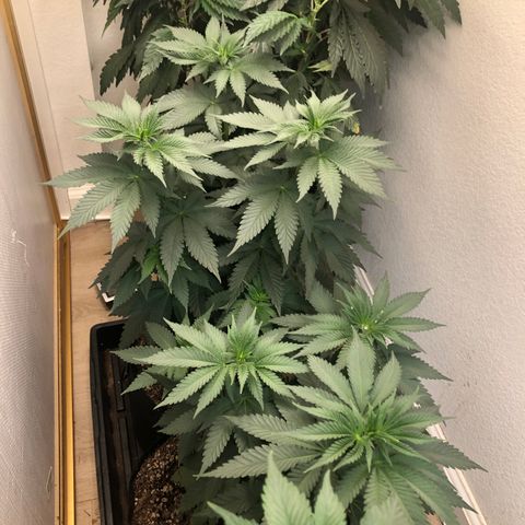 Mandarin Cookies R1 V2 growlog timeline photo