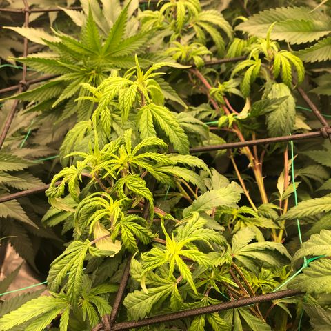 Mandarin Cookies R1 V2 growlog photo: Twisted growth on animal cookies. 