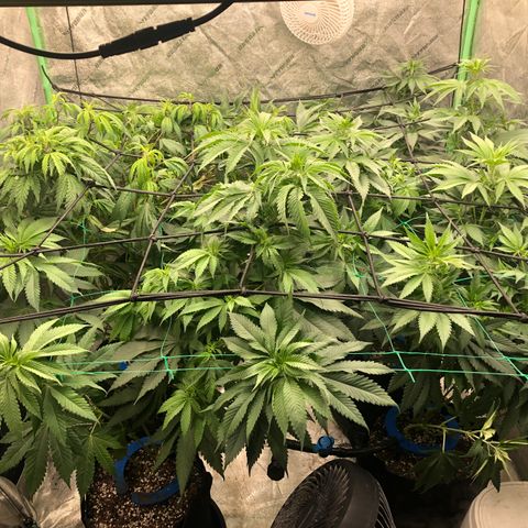 Mandarin Cookies R1 V2 growlog photo: Twisted growth on animal cookies. 