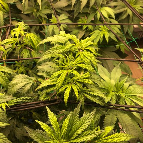 Mandarin Cookies R1 V2 growlog photo: Twisted growth on animal cookies. 