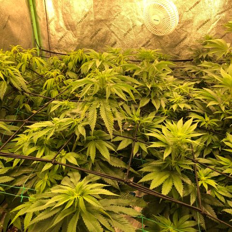 Mandarin Cookies R1 V2 growlog timeline photo