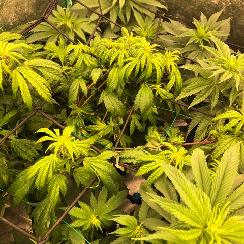 Mandarin Cookies R1 V2 growlog timeline photo