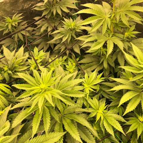 Mandarin Cookies R1 V2 growlog timeline photo