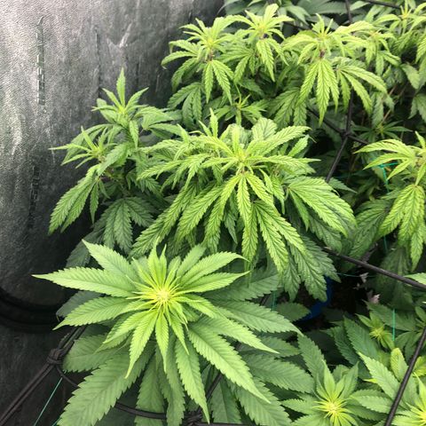 Mandarin Cookies R1 V2 growlog timeline photo