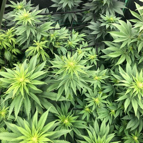 Mandarin Cookies R1 V2 growlog timeline photo