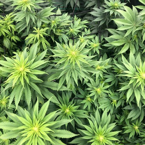 Mandarin Cookies R1 V2 growlog timeline photo