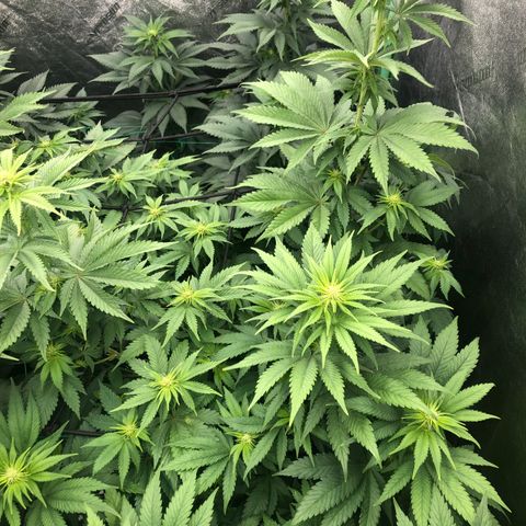 Mandarin Cookies R1 V2 growlog timeline photo
