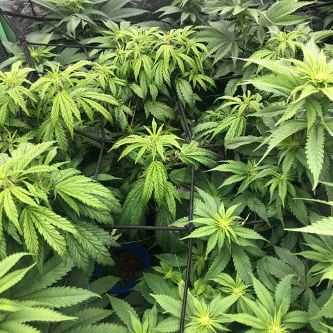Mandarin Cookies R1 V2 growlog timeline photo