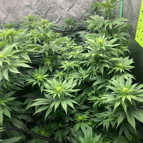 Mandarin Cookies R1 V2 growlog timeline photo