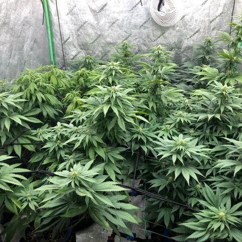 Mandarin Cookies R1 V2 growlog timeline photo