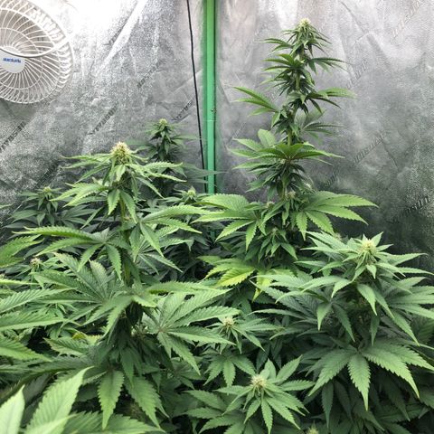 Mandarin Cookies R1 V2 growlog timeline photo