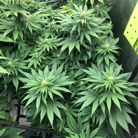 Mandarin Cookies R1 V2 growlog timeline photo