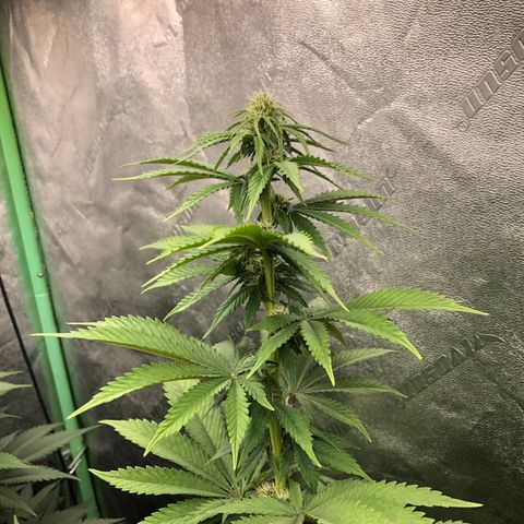 Mandarin Cookies R1 V2 growlog timeline photo