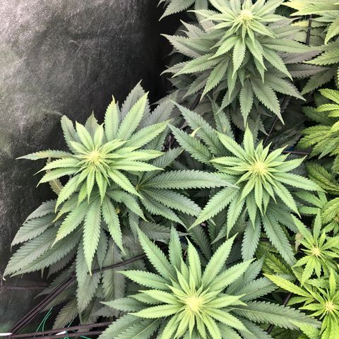 Mandarin Cookies R1 V2 growlog timeline photo