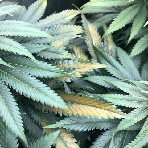 Mandarin Cookies R1 V2 growlog photo: Advanced deficiencies from ph drift 