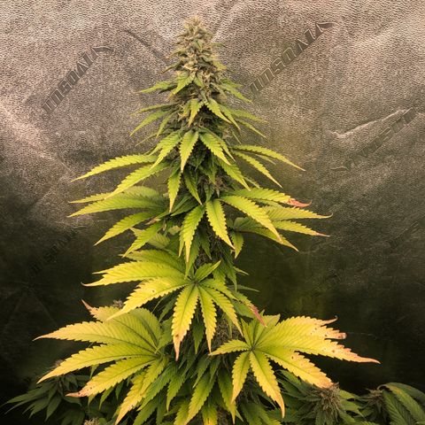 Mandarin Cookies R1 V2 growlog photo: Advanced deficiencies from ph drift 
