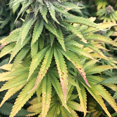 Mandarin Cookies R1 V2 growlog photo: Advanced deficiencies from ph drift 