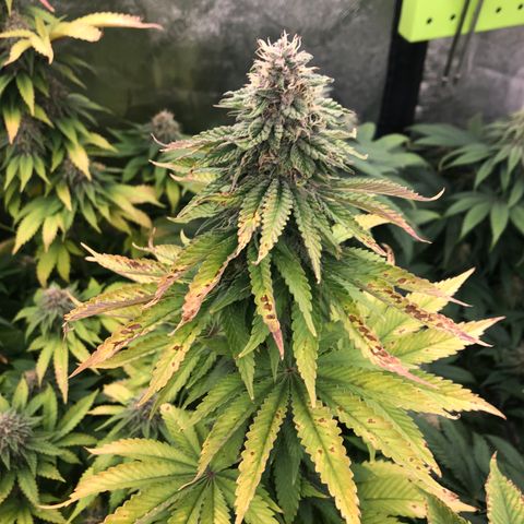 Mandarin Cookies R1 V2 growlog photo: Advanced deficiencies from ph drift 