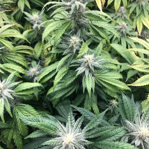 Mandarin Cookies R1 V2 growlog photo: Advanced deficiencies from ph drift 