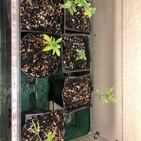 Key Lime Madness  growlog timeline photo