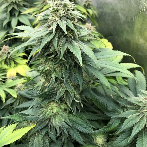 Mandarin Cookies R1 V2 growlog timeline photo