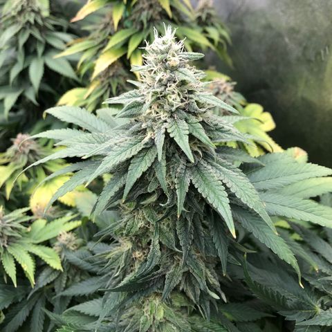 Mandarin Cookies R1 V2 growlog timeline photo