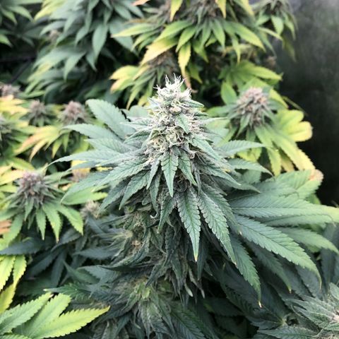 Mandarin Cookies R1 V2 growlog timeline photo