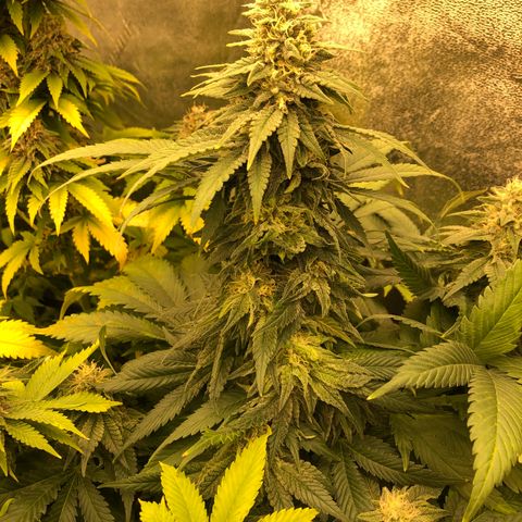 Mandarin Cookies R1 V2 growlog timeline photo