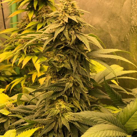 Mandarin Cookies R1 V2 growlog timeline photo