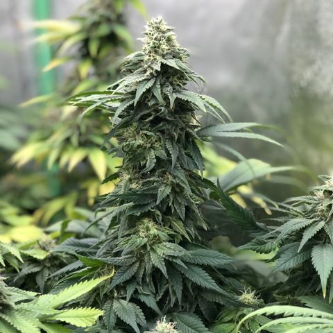Mandarin Cookies R1 V2 growlog timeline photo