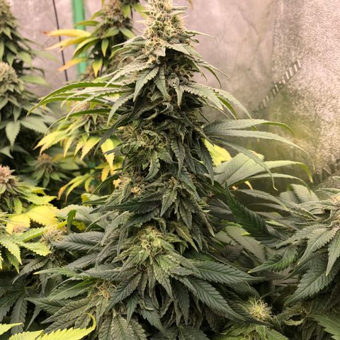 Mandarin Cookies R1 V2 growlog timeline photo
