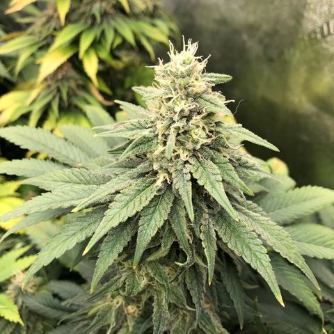 Mandarin Cookies R1 V2 growlog timeline photo