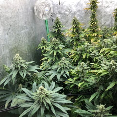 Mandarin Cookies R1 V2 growlog timeline photo