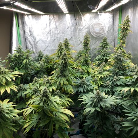 Mandarin Cookies R1 V2 growlog timeline photo