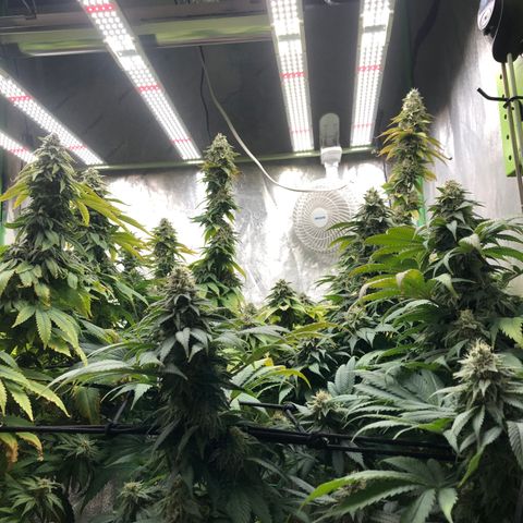 Mandarin Cookies R1 V2 growlog timeline photo